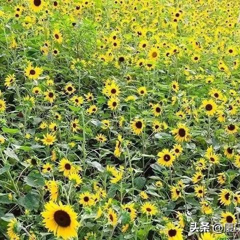 厦门什么时候秋天的相关长尾关键词有哪些