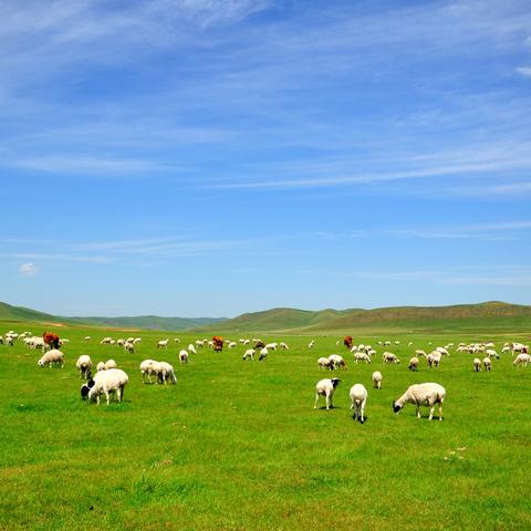 河南畜牧投资担保的相关长尾关键词有哪些