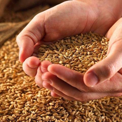 菏泽市有多少亩小麦种子