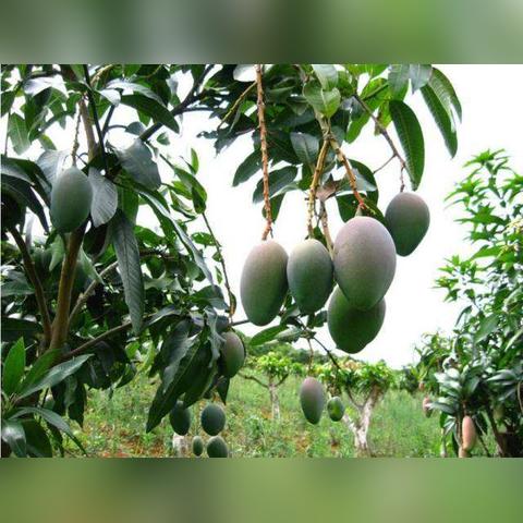 南宁批发台农的相关长尾关键词有哪些