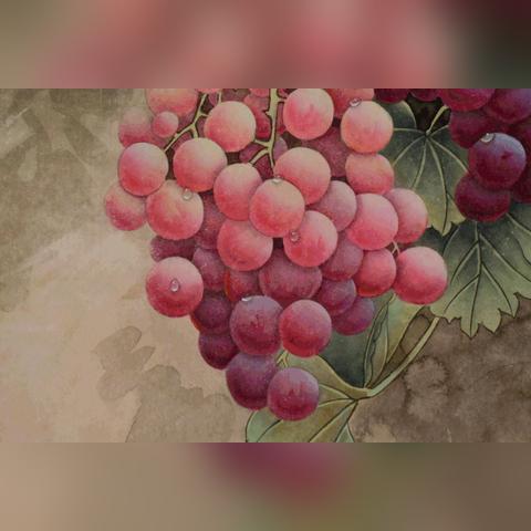 桂林珍珠葡萄价格行情相关长尾关键词有哪些