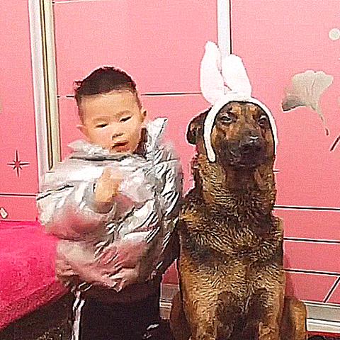 狗狗模特招聘长沙相关长尾关键词有哪些