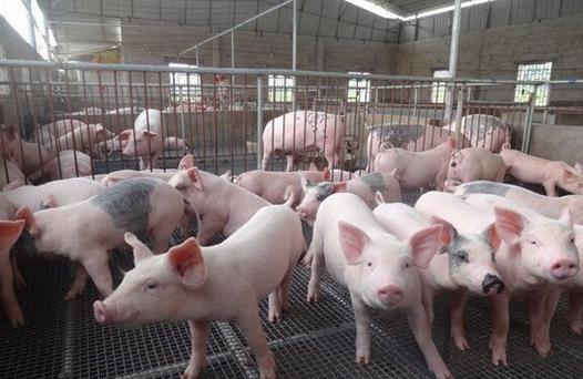 国家将给予生猪养殖企业贷款贴息支持；数字农方向：智慧农业