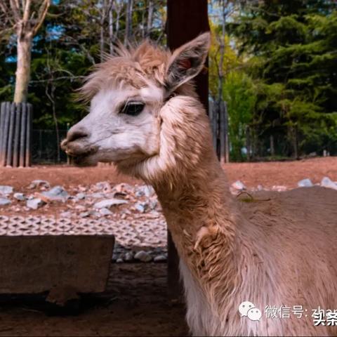 济南野生动世界5.1门票免费吗？