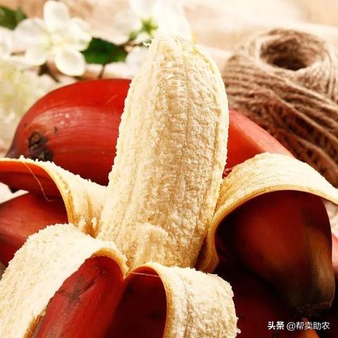 红皮香蕉怎么来的？