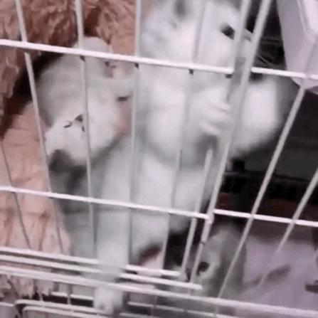 武汉哪个小区流浪猫最多？