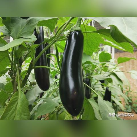 潍坊市风味茄子店电话的长尾关键词有哪些