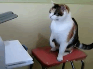  神经病猫搞笑QQ幽默表情包