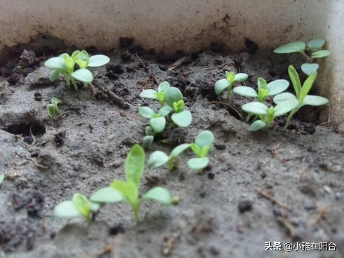 盆栽石竹分株,适合北方庭院种植的花卉有什么好的品种?