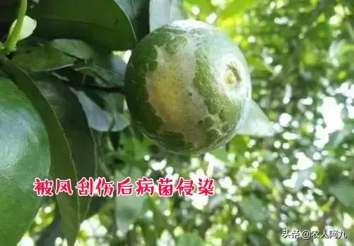 柑橘果實(shí)病蟲害最全的圖庫_陽光一號(hào)柑橘蟲子訂咬怎么辦