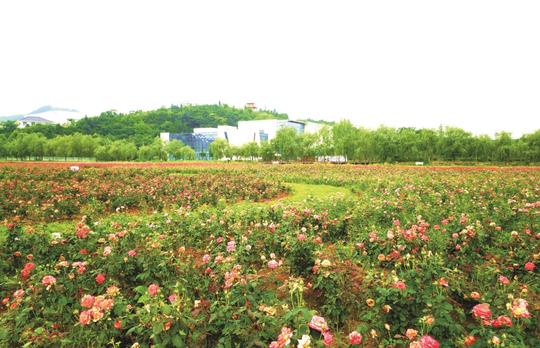 黄​石​一冷门景点，矿产资源丰富鲜花众多似花海，名气小客流量少