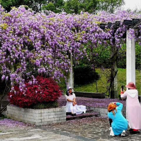 桂林庭院种什么树最好活相关长尾关键词有哪些