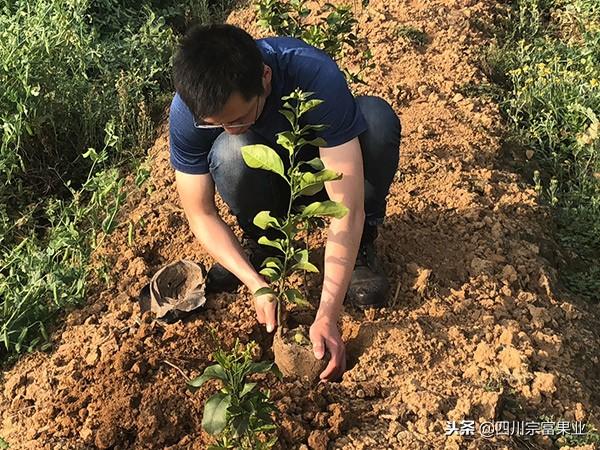 柑橘種植手藝投入_鋅肥成年果樹每畝施幾斤