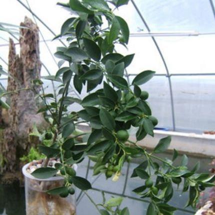 水培福建茶盆景怎么养？