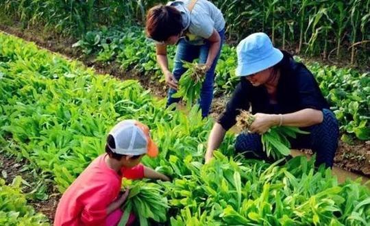 我的后园推出“共享农田”计划