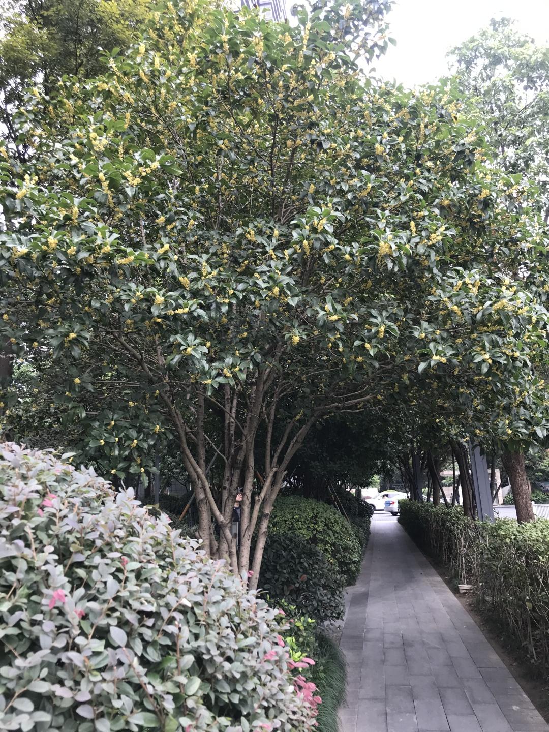 桂花是什么季节开的(桃花梅花菊花桂花开花顺序)