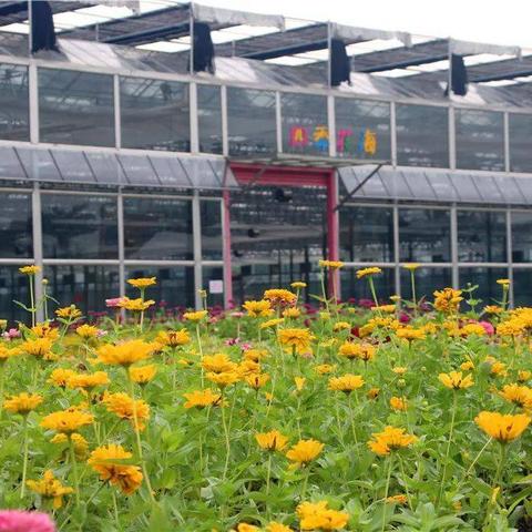 佛山市看花海哪里好玩的地方