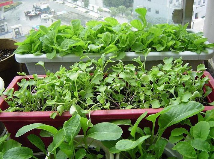 阳了后几天没有传染性
 （阳了后几天没有传染性了）