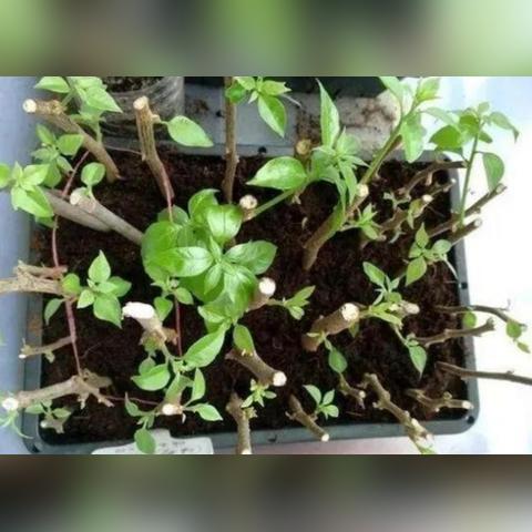 福建哪个地方过年暖和