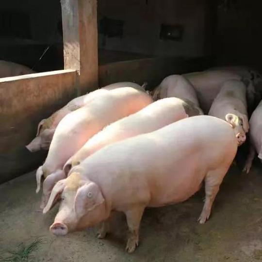 猪价惨遭“冷门”，14日行情骤变，养殖户在恐惧，吃货们在暗喜