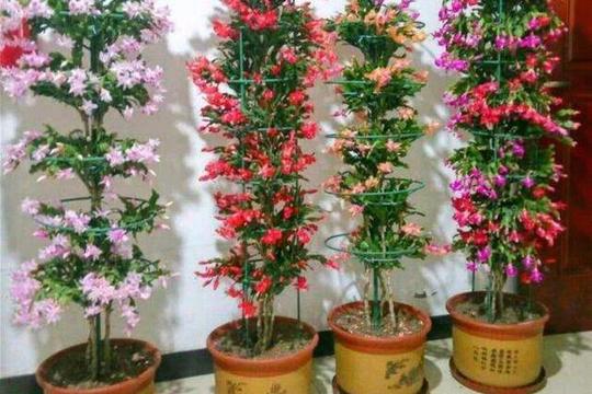 秋季扦插几根叶仙，各种仙人掌科植物都能任性嫁接，新奇又有趣
