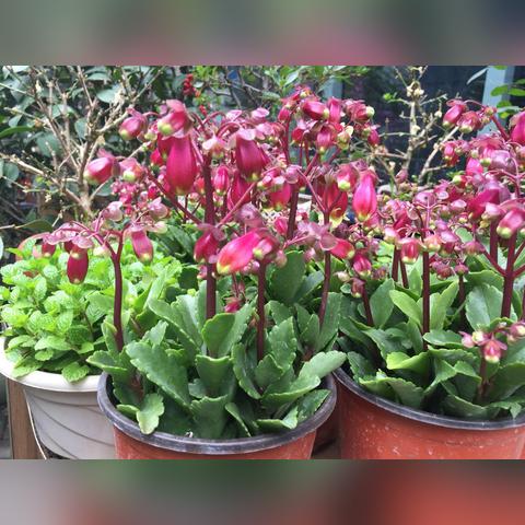 广州花都诗句相关长尾关键词有哪些