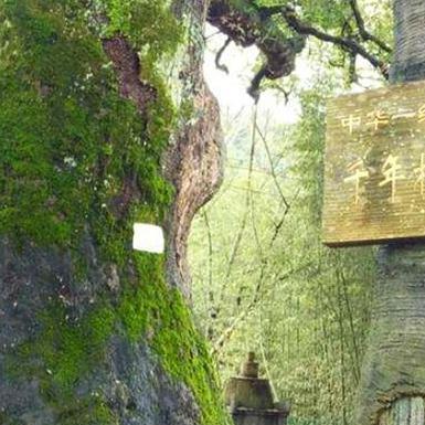 福建院子里种什么树好？