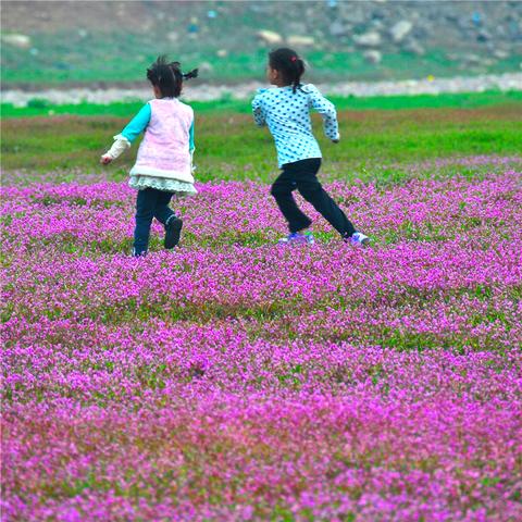 桂林市四月有哪些花开了