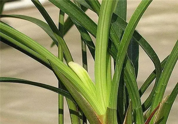 如何把售卖宝石作为副业 电商只能作为副业吗