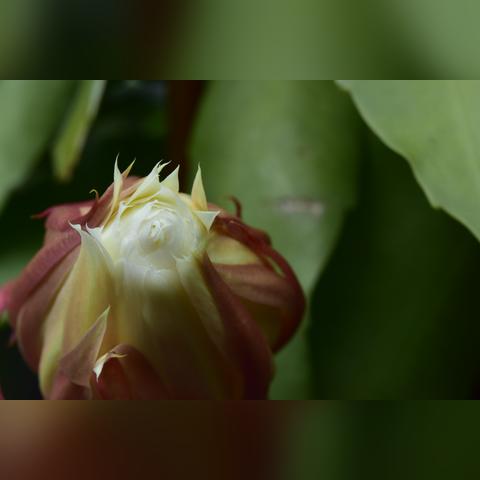 合肥市有什么特产零食