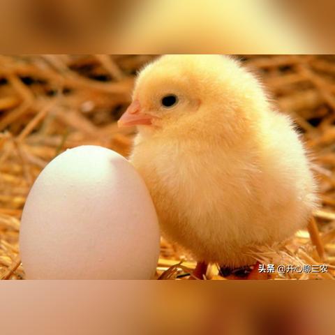 南宁市兴大饲料的相关长尾关键词有哪些