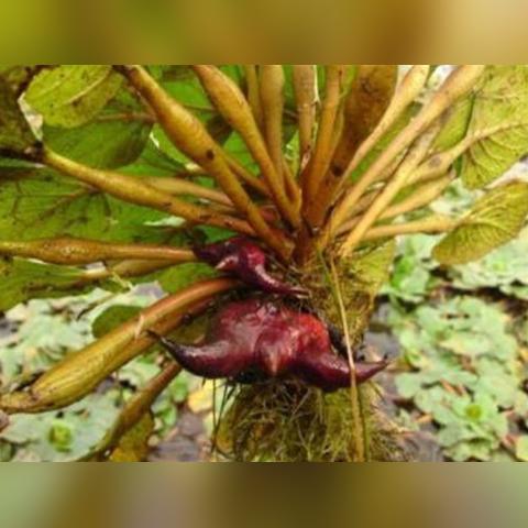 河南菱角什么时候开花图
