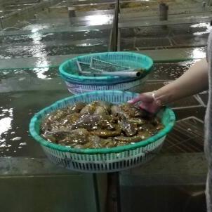 大连市海参怎么样