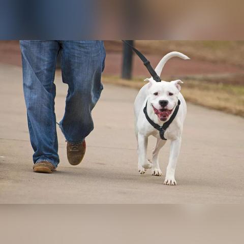 狗证需要年检吗？