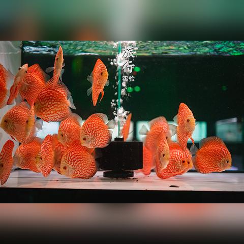 【天津的宠物医院】相关长尾关键词有哪些