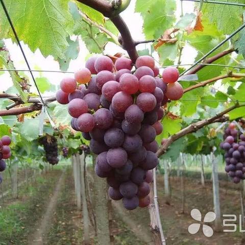 如何从苏州到常熟碧溪