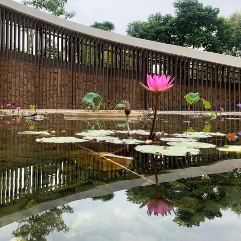 深圳西丽哪里好玩？