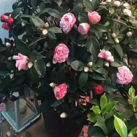 西安 蔷薇相关长尾关键词有哪些