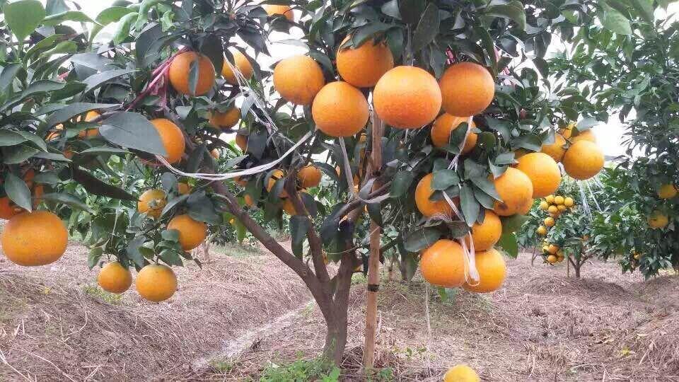 紅美人柑橘種植和選果手藝_紅美人臍腐病怎么防治