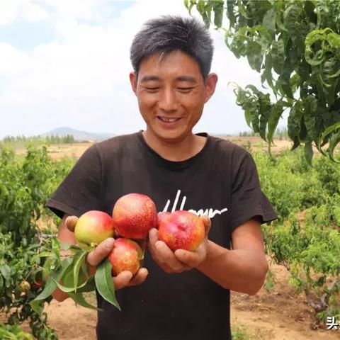 山东临沂市平邑县临涧镇桃沟村的长尾关键词有什么