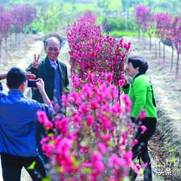 广东省佛山市南海区狮山镇沙水村的长尾关键词有什么