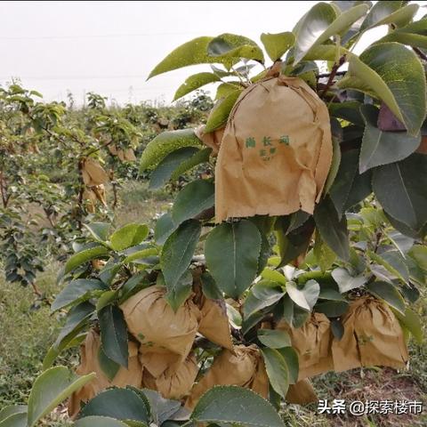 【天津鲜果时间】长尾关键词有什么