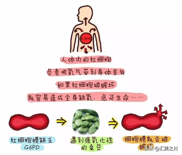婴儿蚕豆病是什么原因引起的