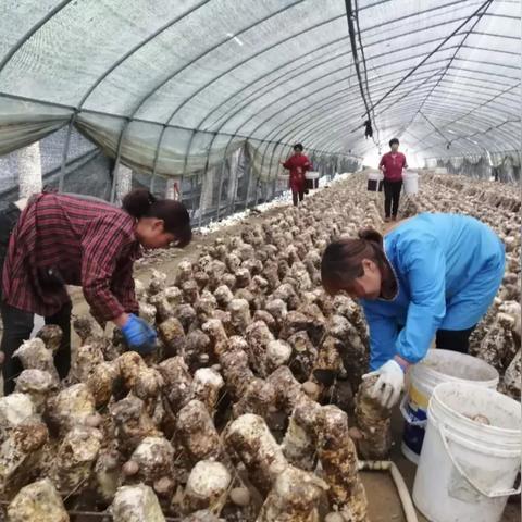 河南有什么可以致富