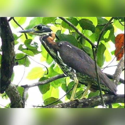 南宁市哪个镇有虎斑卖