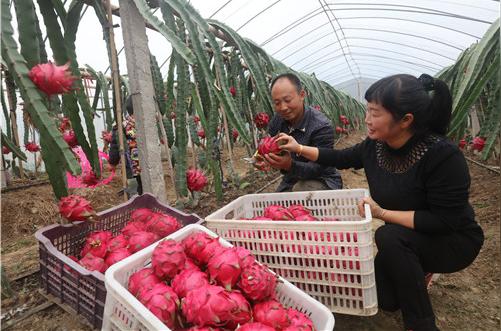 光山：返乡创业夫妻种植火龙果富乡亲