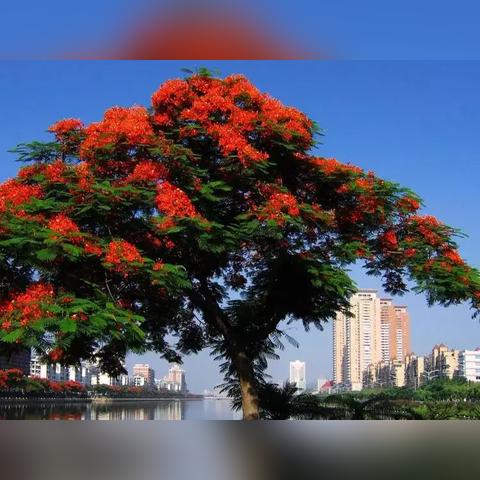 厦门的市花是，什么？