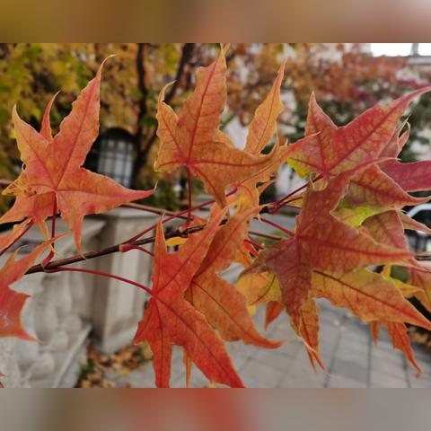 哈尔滨文案秋天相关长尾关键词有哪些