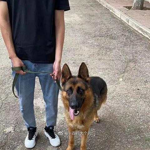 沈阳德牧基地相关长尾关键词有哪些