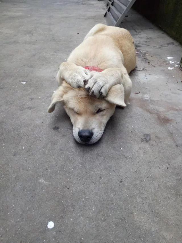 猪宝宝起名带富,农民常说鱼长三伏猪长秋是什么意思